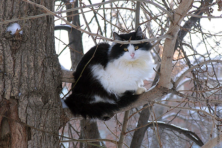 Зимняя любовь