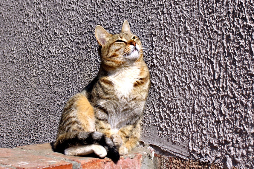Кошки