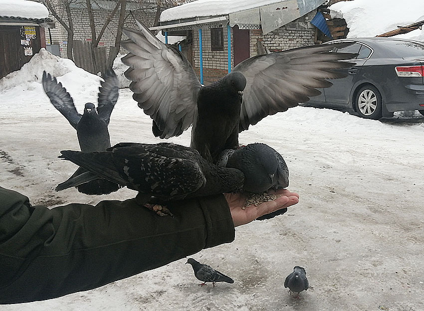 Голуби