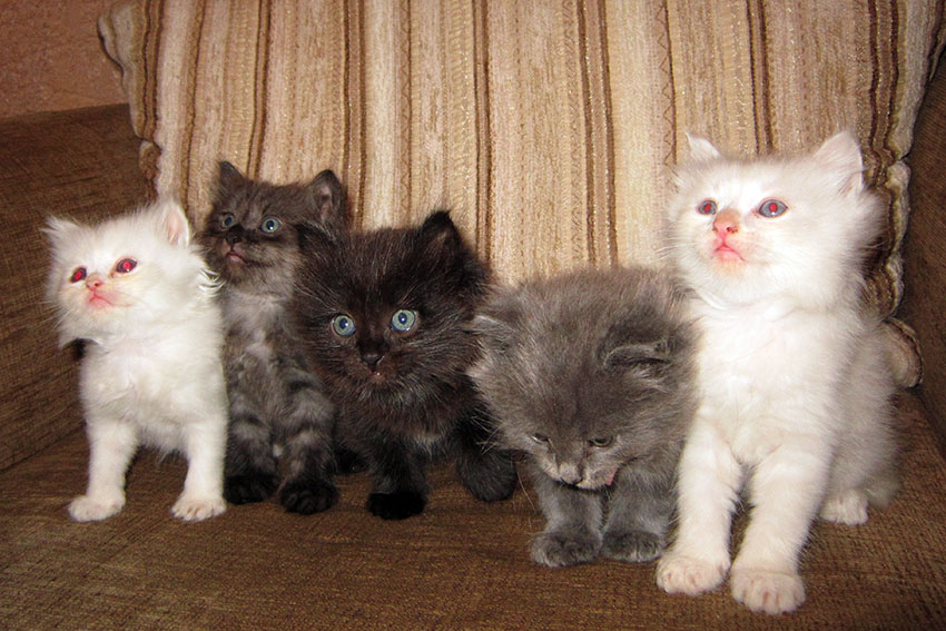 Котики