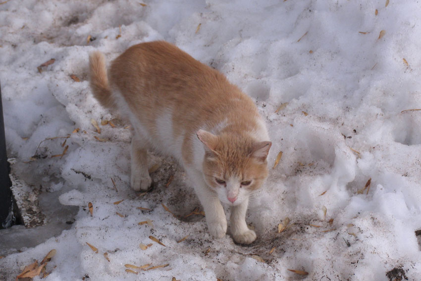 Дворовые коты