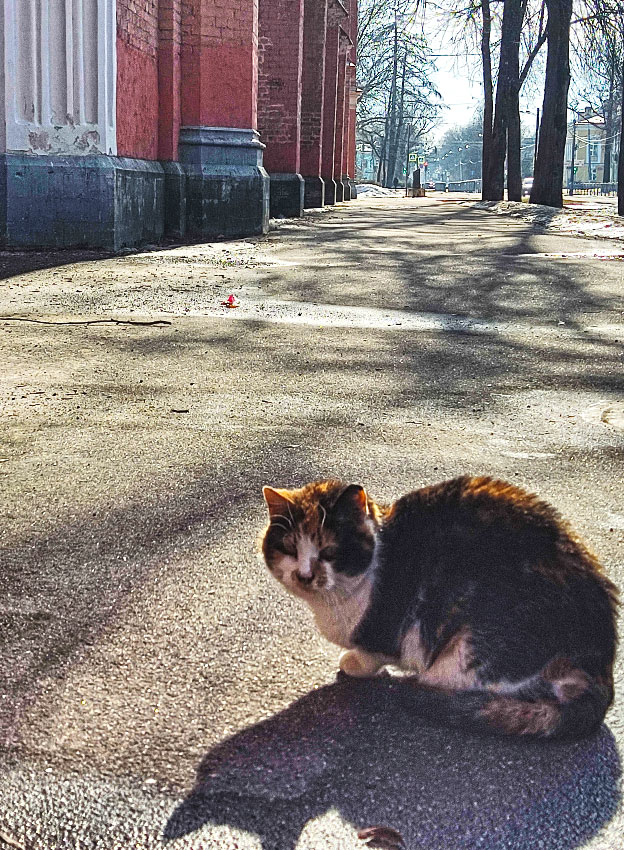 Петергофские коты