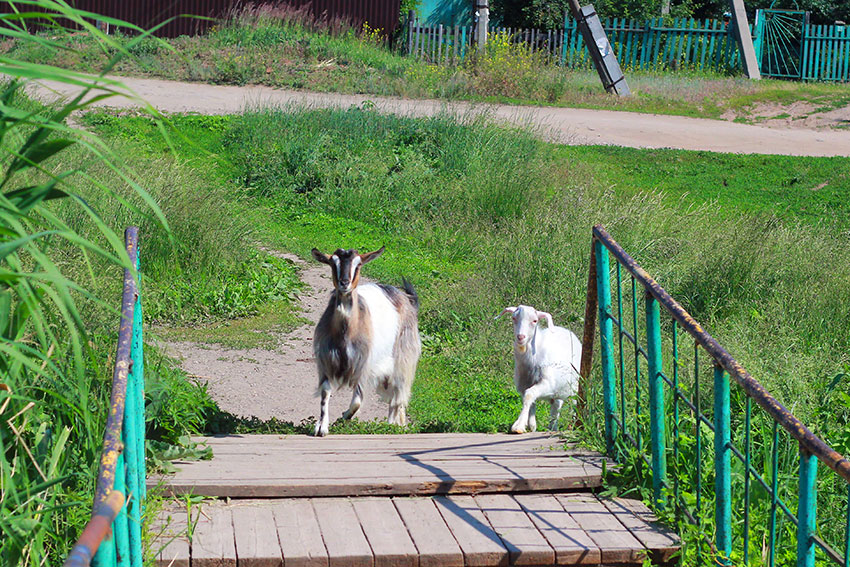 Козы на мосту