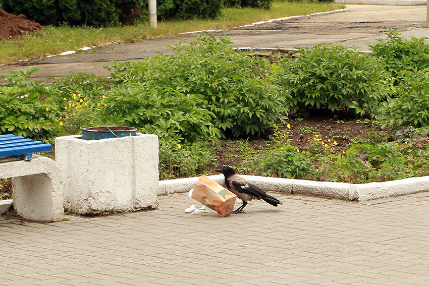 Ворона и пакет