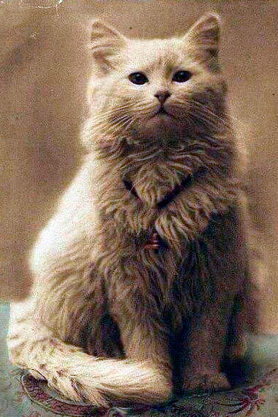 Одно из первых изображений кота. Фото 1880 год.
