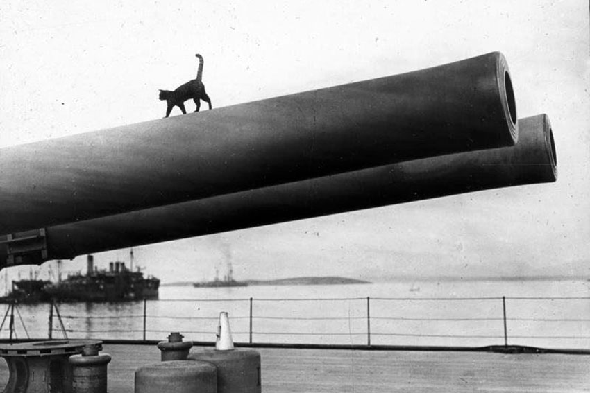 Корабельный кот английского военного корабля "Queen Elizabeth,... Корабельный кот английского военного корабля "Queen Elizabeth,...