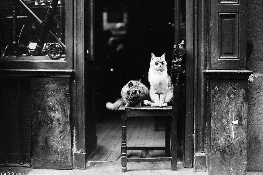 Котики в очках рекламируют магазин Оптики. Париж, 1925 год. Котики в очках рекламируют магазин Оптики. Париж, 1925 год.