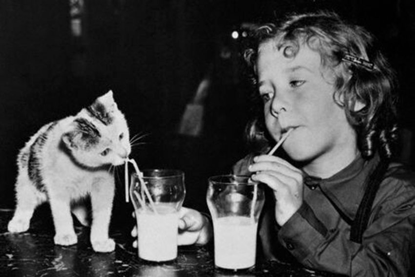 Котяка и девочка пьют молоко, 1940-е годы. Котяка и девочка пьют молоко, 1940-е годы.
