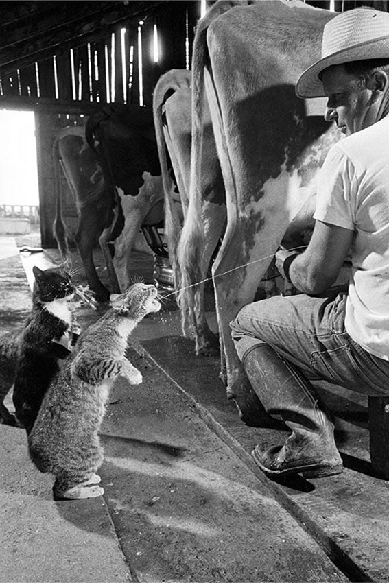 Коты выстроились в очередь за парным молоком США, 1954 год, Коты выстроились в очередь за парным молоком США, 1954 год,