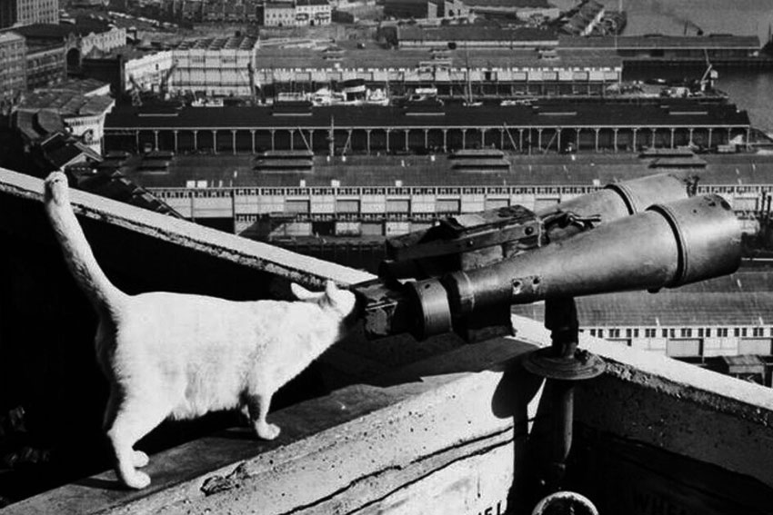 В 1960-х годах была такая вещь, как проект «Acoustic Kitty», когда... В 1960-х годах была такая вещь, как проект «Acoustic Kitty», когда...