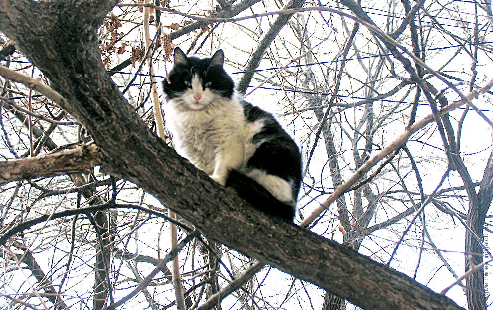 Классика на дереве.