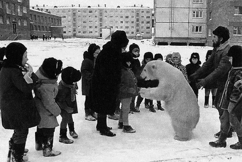 В Норильске гуляла настоящая медведица Айка, которая жила... В Норильске гуляла настоящая медведица Айка, которая жила...