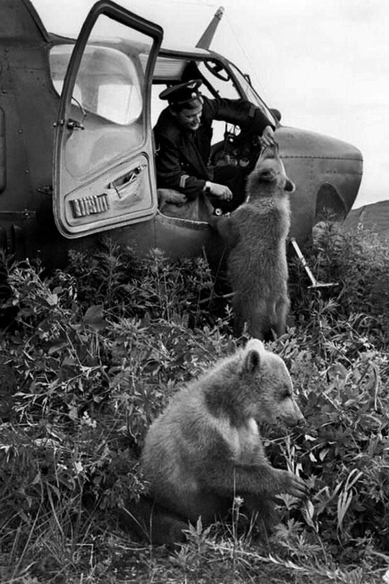 Медвежата у вepтoлета. Камчатская область, 1962 год. Медвежата у вepтoлета. Камчатская область, 1962 год.
