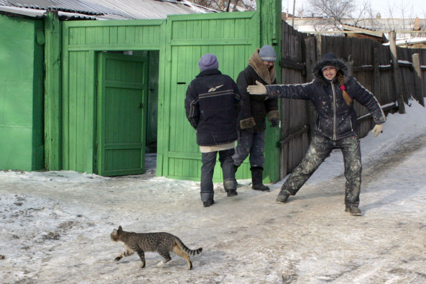 Кошки в зимнию пору