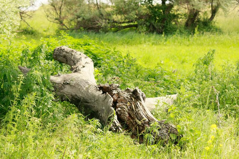 Коренные осокорцы (Ф.Г. Апарин, Ф.С. Артемьёв, А.Ф. Кушнарёв,...
