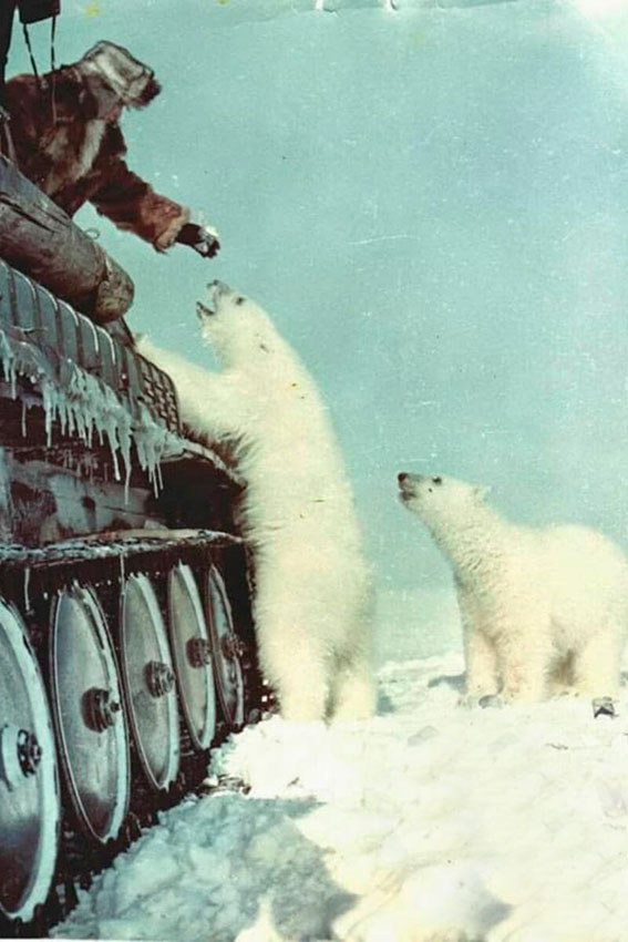 Советские солдаты кормят белых медведей, 1950 год.