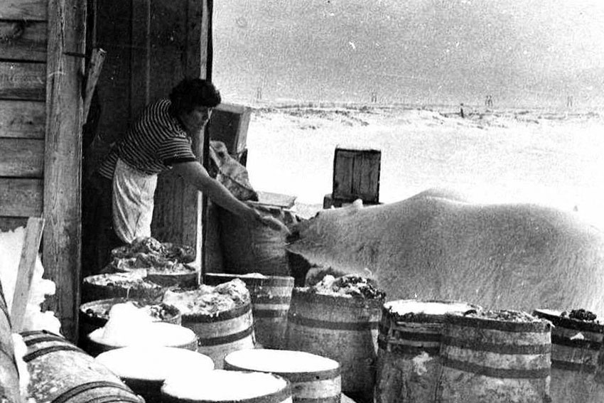 Женщина подкармливает белого медведя, 1950 год.