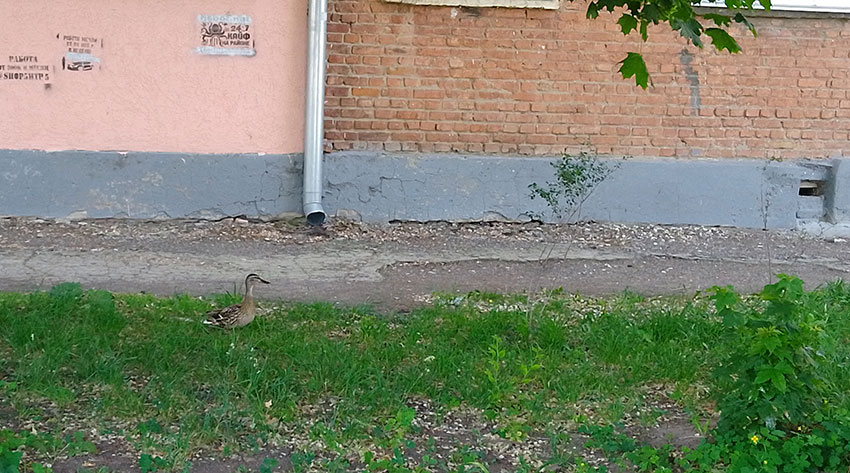 Городские утки