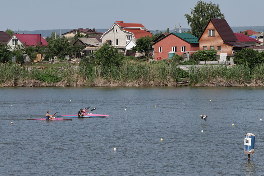 Цапли