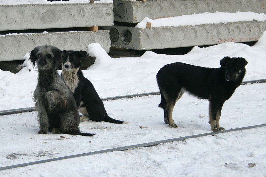 День дворняги