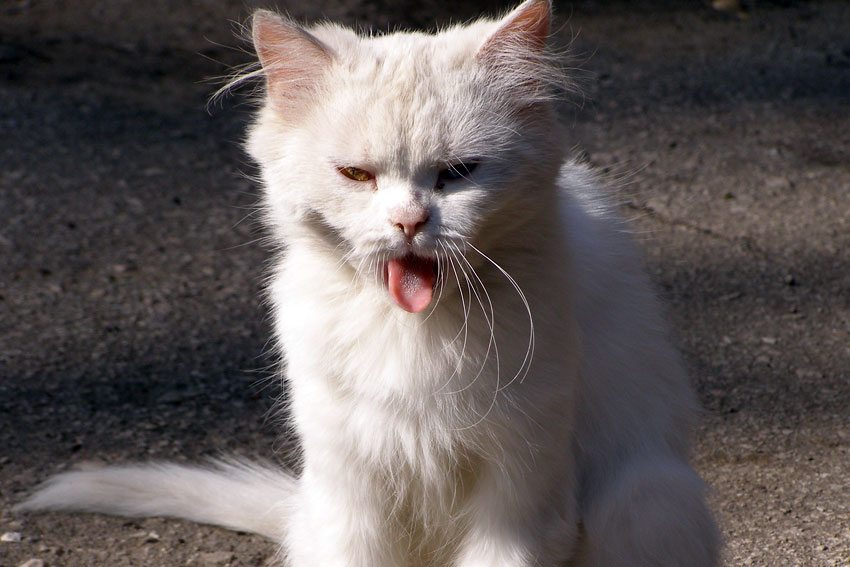 Котовасия