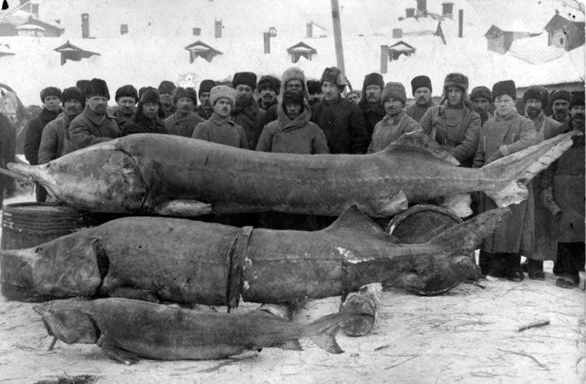 В иных водах красную рыбу ловят снастями только в займищах... В иных водах красную рыбу ловят снастями только в займищах...