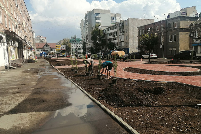 Продолжается высадка можжевельника и елей, который станет...