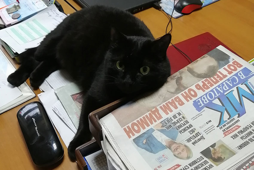 Чёрный кот