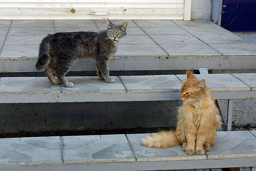 Кото-пары Кото-пары