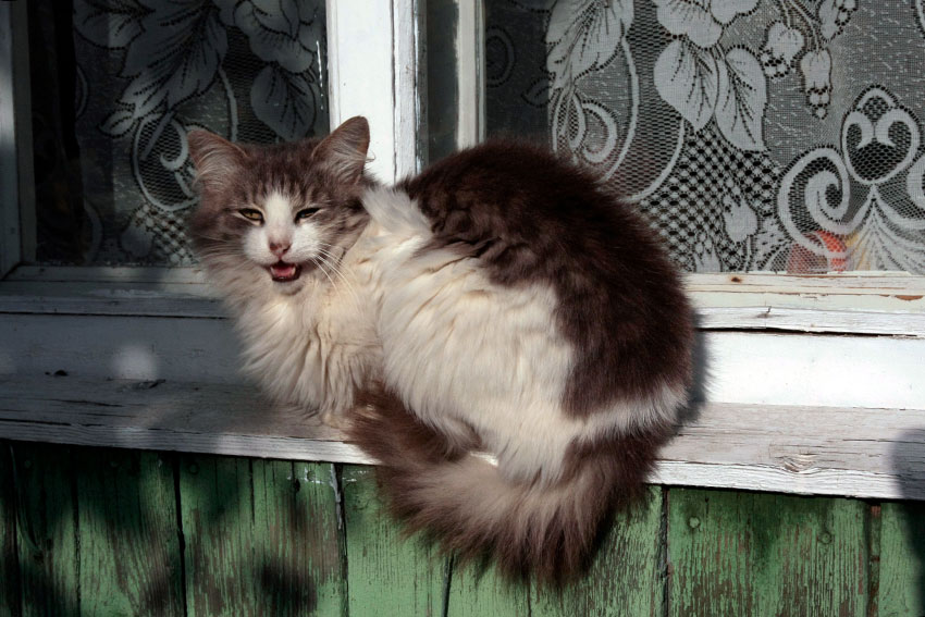 Кошки