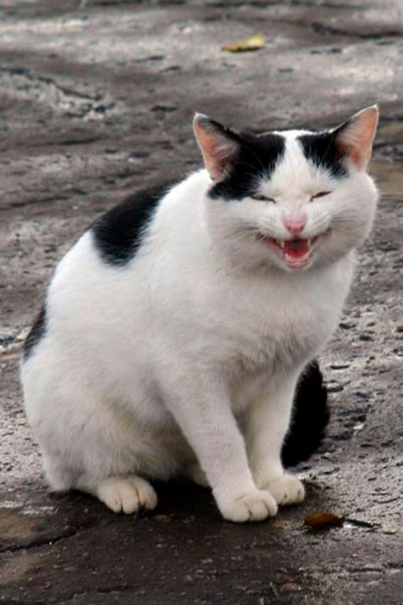Вот тут и началась первая часть Марлезонского кордебалета.

Только...
