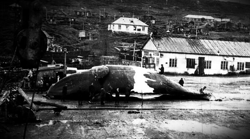 5 ноября 1952 год цунами на Курильских островах полностью...