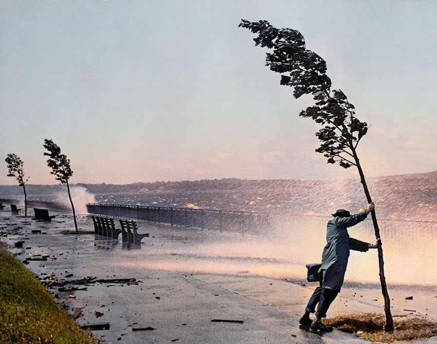 Человек, дерево и ураган Кэрол. Бруклин, 1954 год.
