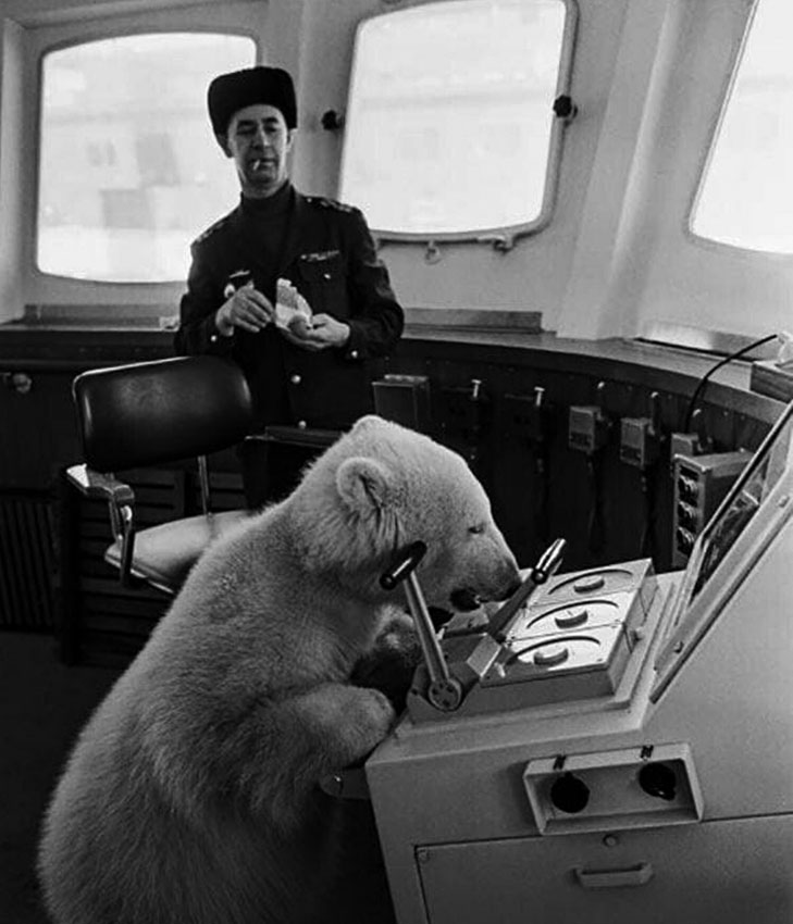 Бeлый медведь на борту ледокола Мурманск, 1961 год.