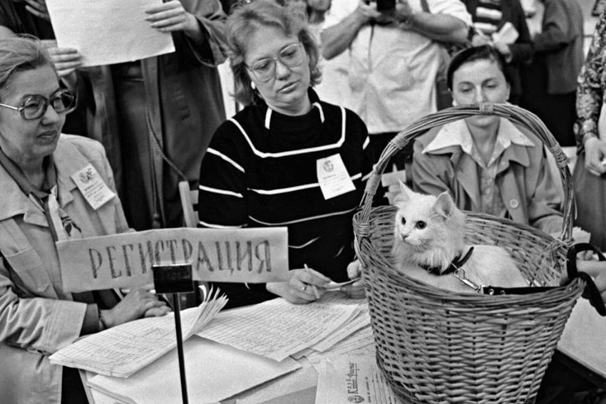 Первая выставка кошек в СССР, 17–18 мая 1987 год.