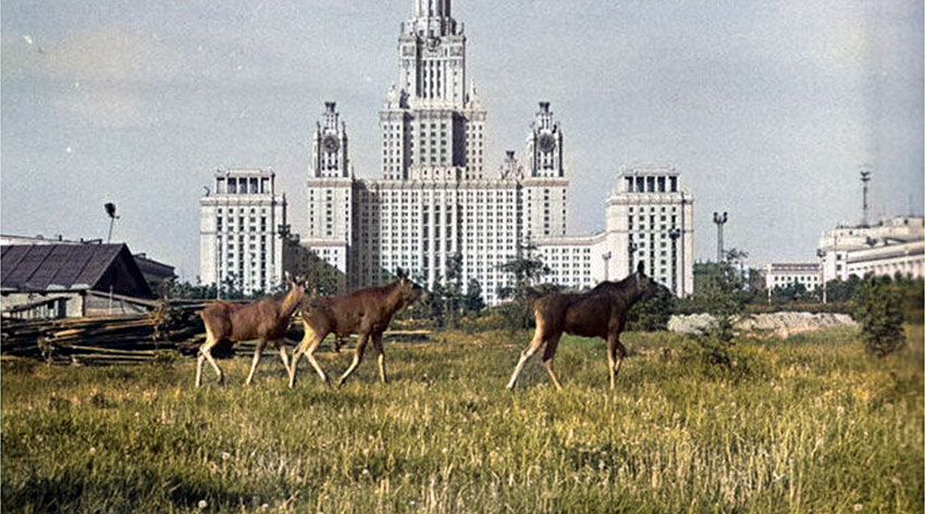 Лоси пасутся напротив МГУ.