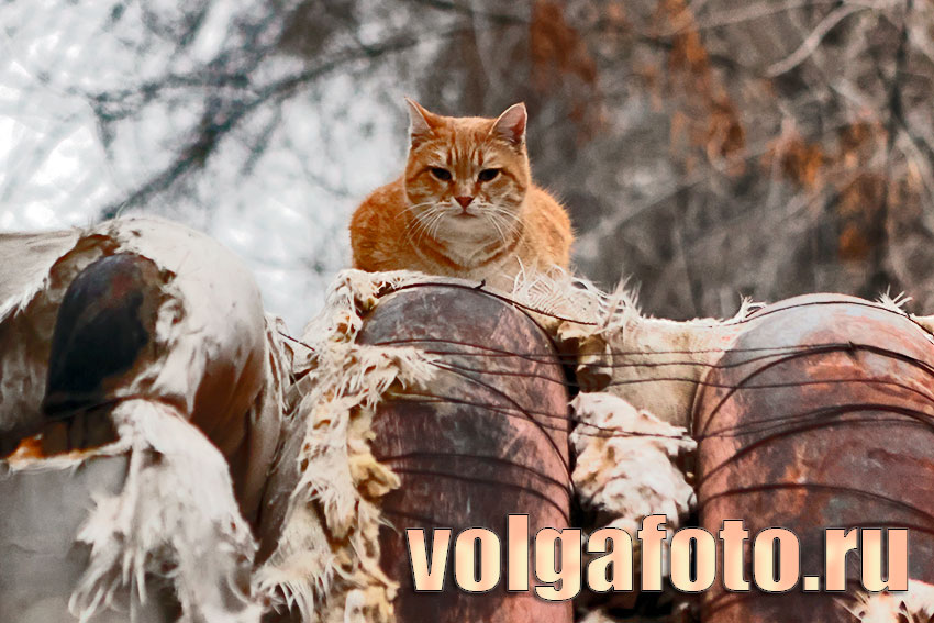 Рыжий кот Рыжий кот