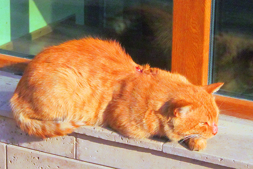 Коты