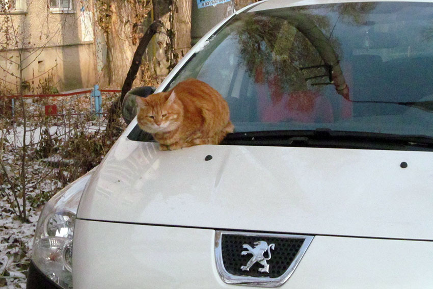 Коты уличные