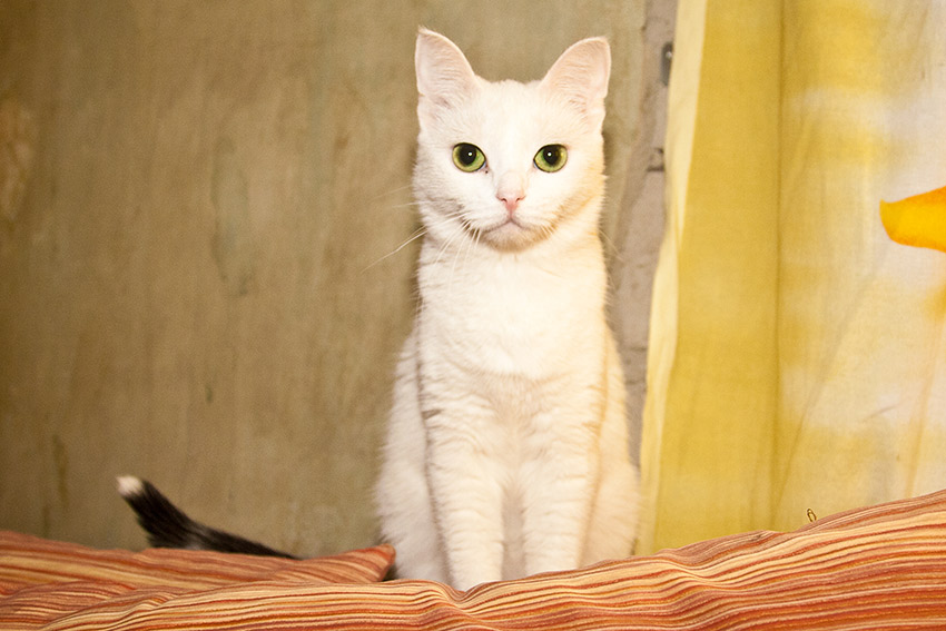 Котэ