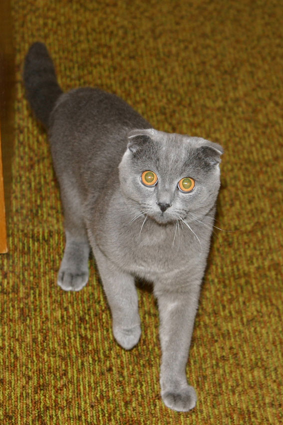 Коте Коте