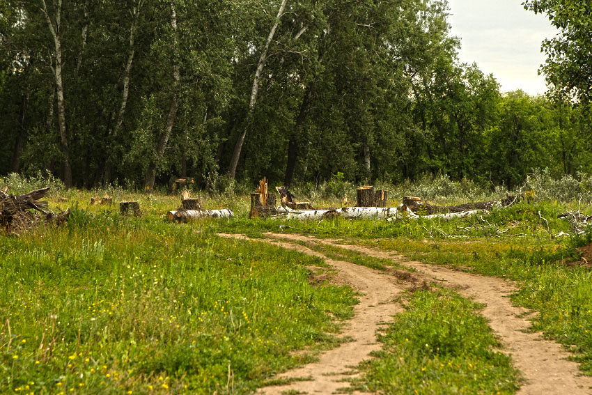 Вырубка в лесопарке