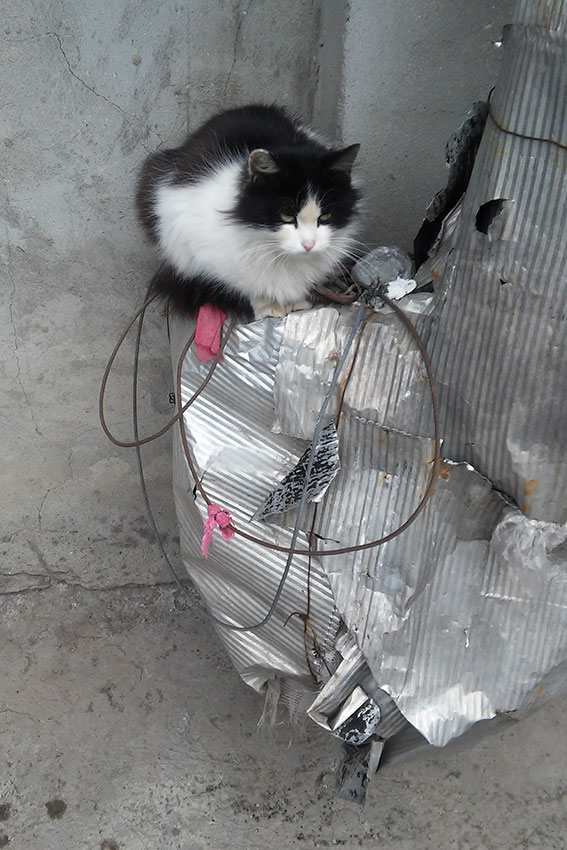 Котики Котики