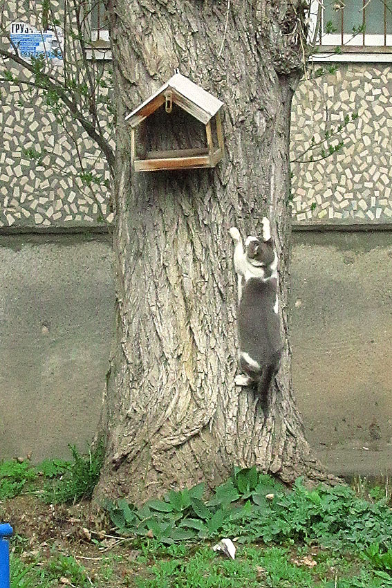 Котофеич