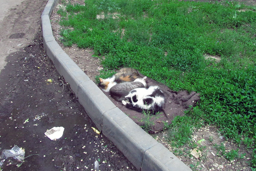 Уличные кошки