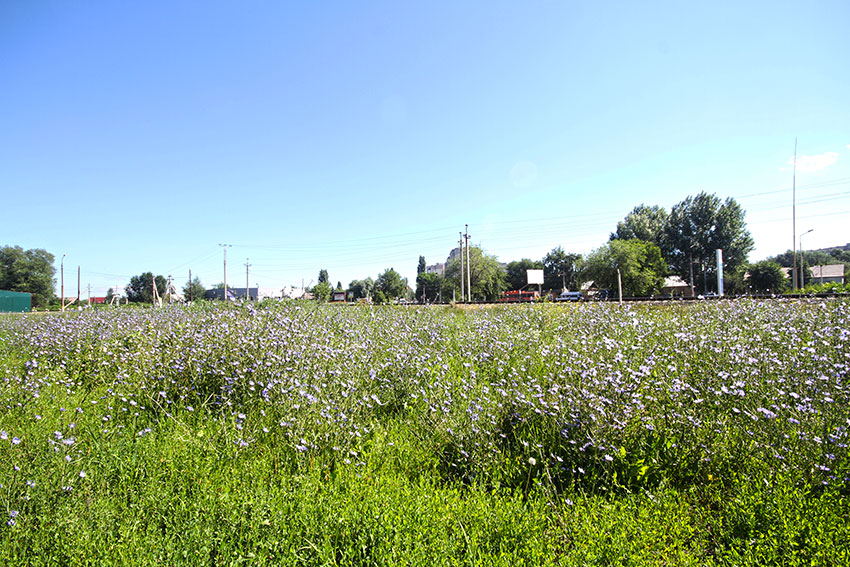 В городе зелёном