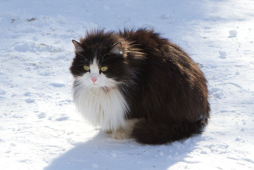 Российский День кошек