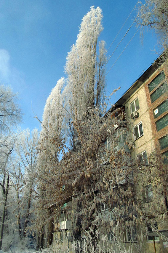 Мартовский иней