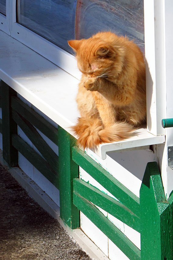 Мартовский кот