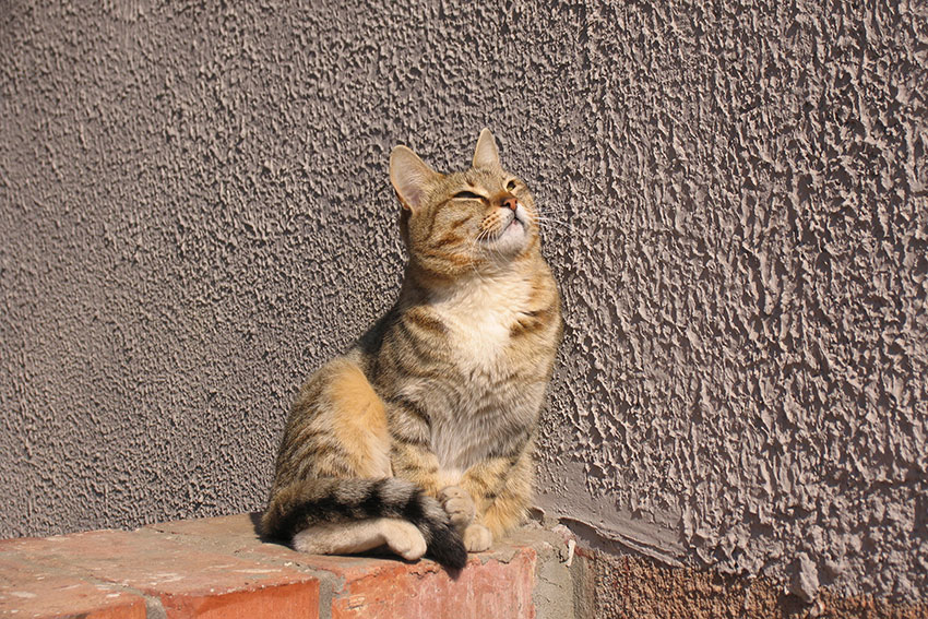 С Днём кошек! 